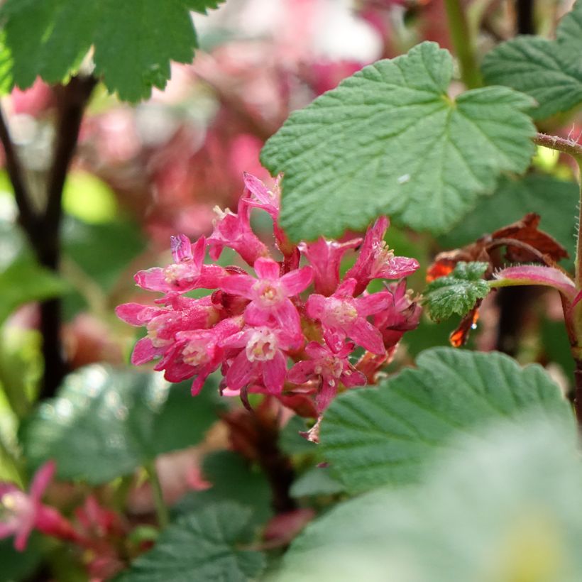 Ribes sanguineum Johannie PinkPomp - Rode ribes (Bloei)