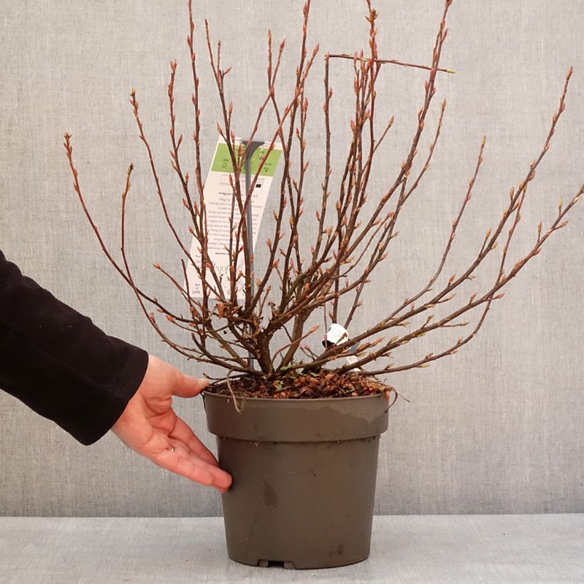 Example of Ribes sanguineum Johannie Whitenow! - Groseillier à fleurs Pot van 4 l/5 l as you get in hiver