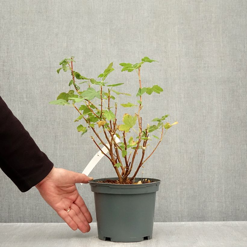 Exemplaar van Ribes sanguineum Oregon Snowflake - Rode ribes Pot van 3 l/4 l zoals geleverd in de herfst