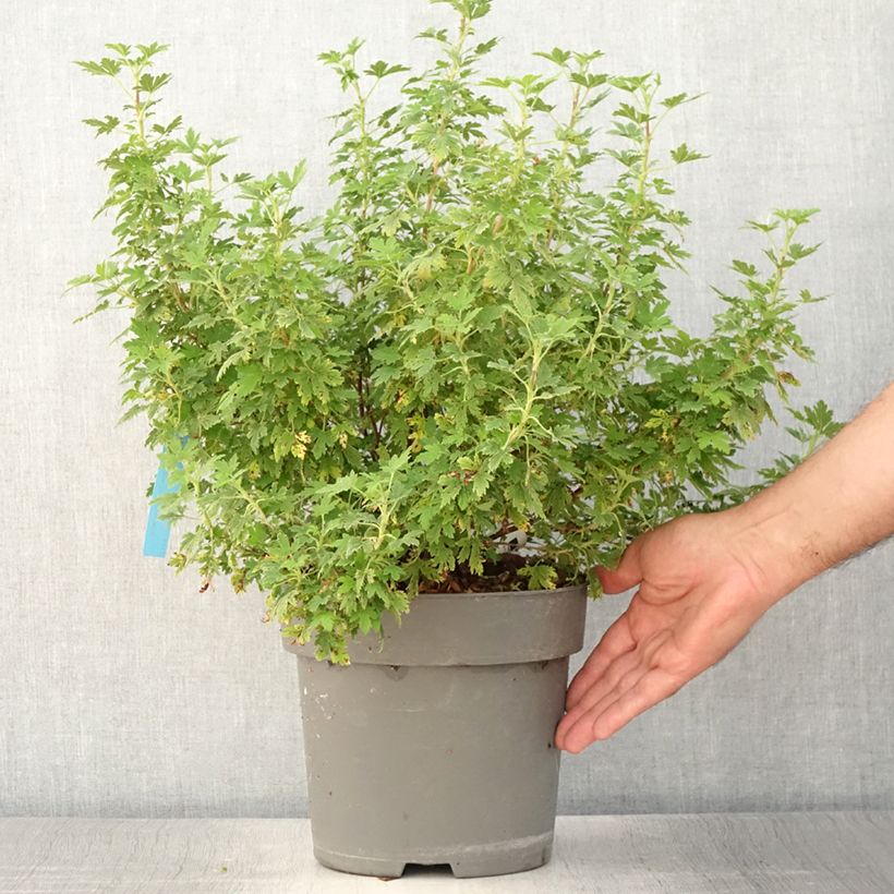 Exemplaar van Ribes sanguineum Oregon Snowflake - Rode ribes Pot van 3 l/4 l zoals geleverd in de zomer