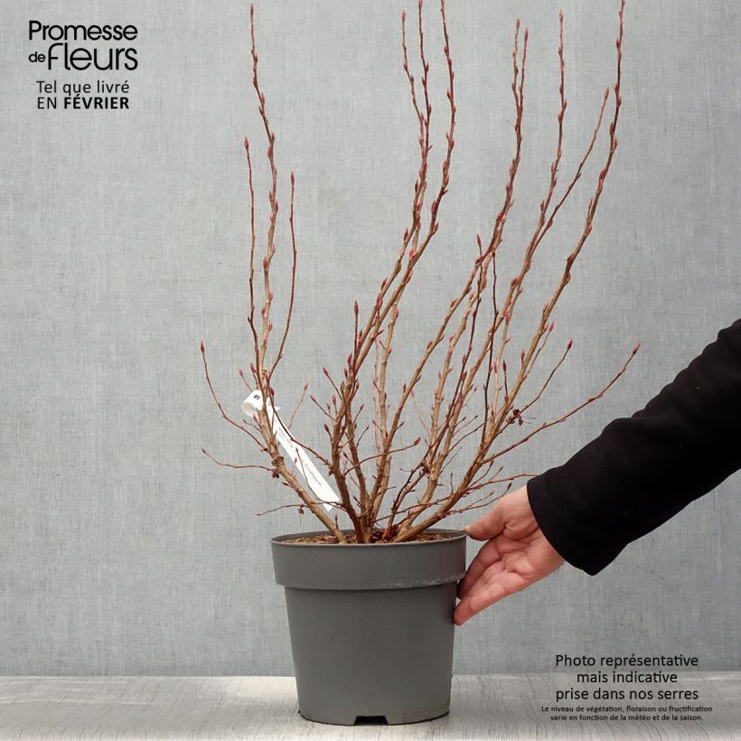 Example of Ribes sanguineum Oregon Snowflake - Groseillier à fleurs Pot van 3 l/4 l as you get in hiver