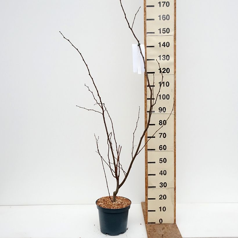 Exemplaar van Robinia margaretta Georgia da Torino - Roze schijnacacia Pot van 7,5 l/10 l zoals geleverd in de winter