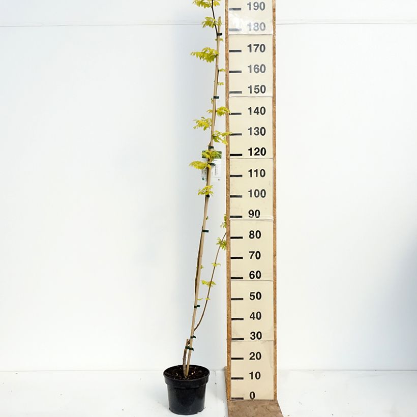 Exemplaar van Robinia pseudoacacia Altdorf - Valse acacia Pot van 4 l/5 l zoals geleverd in de lente
