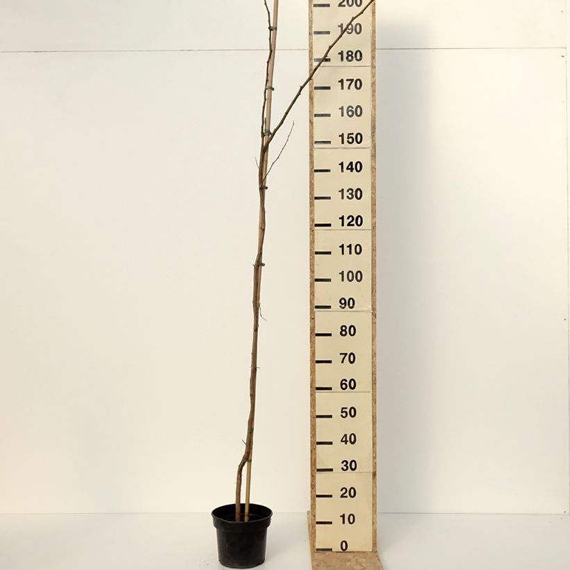 Example of Robinia pseudoacacia Altdorf - Robinier faux acacia doré Pot van 4 l/5 l as you get in hiver