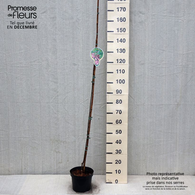 Exemplaar van Robinia pseudoacacia Casque Rouge - Valse acacia Pot van 4 l/5 l zoals geleverd in de herfst