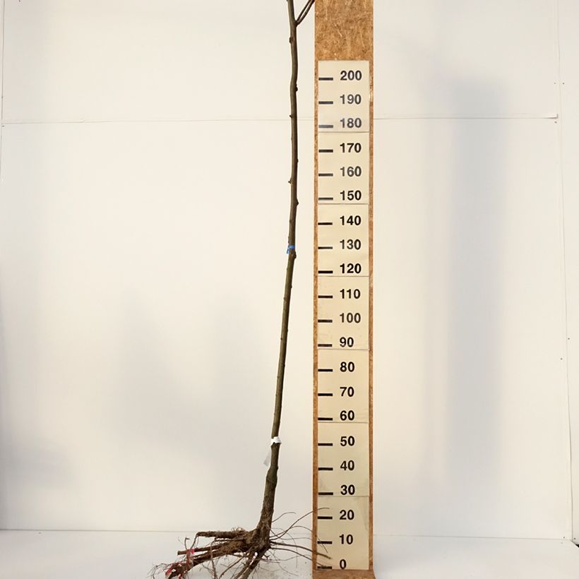 Example of Robinia pseudoacacia Casque Rouge - Robinier faux acacia  Naakte wortel as you get in hiver