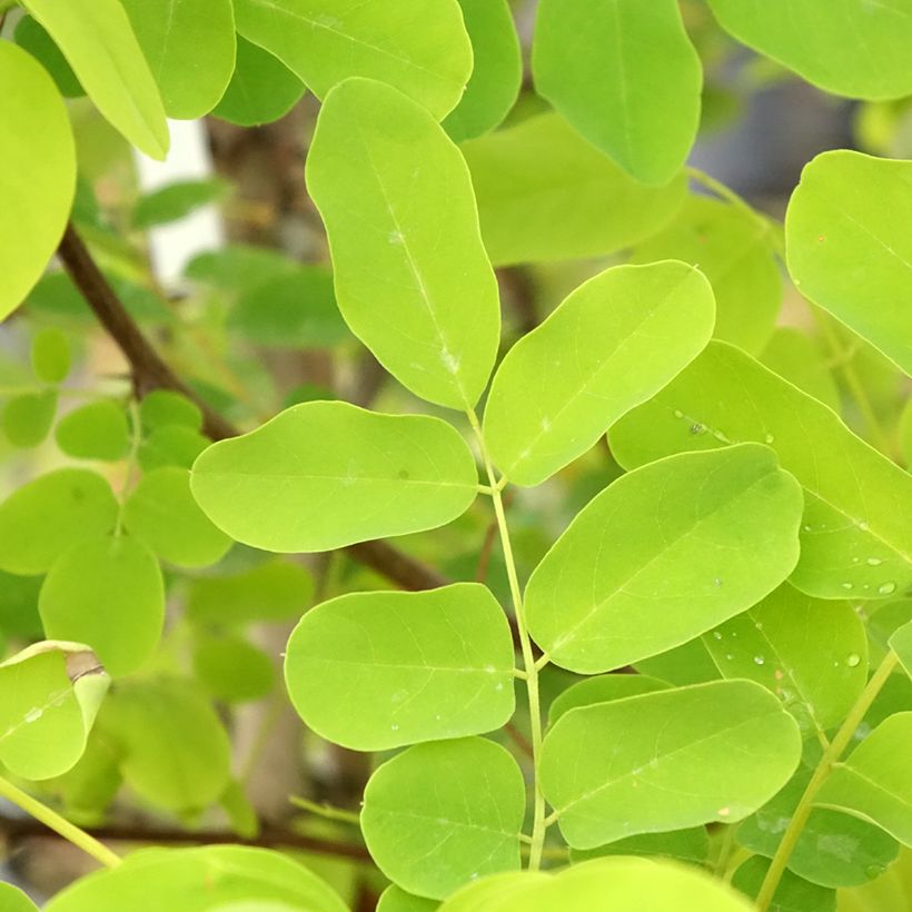 Robinia pseudoacacia Coluteoides - Valse acacia (Blad)