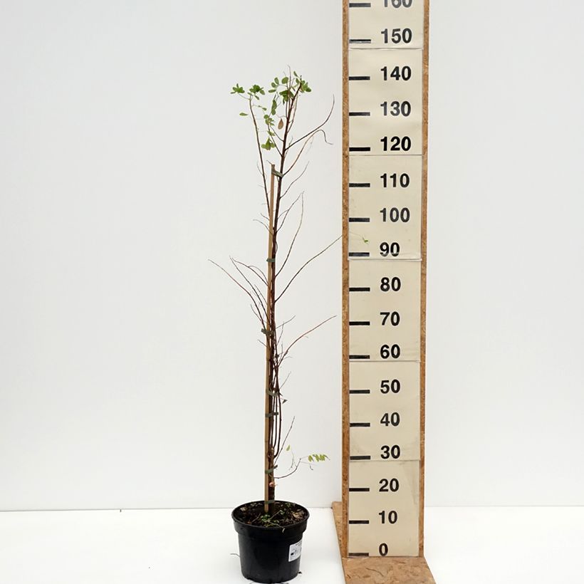 Exemplaar van Robinia pseudoacacia Coluteoides - Valse acacia Pot van 4 l/5 l zoals geleverd in de herfst