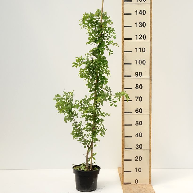 Exemplaar van Robinia pseudoacacia Coluteoides - Valse acacia Pot van 4 l/5 l zoals geleverd in de lente