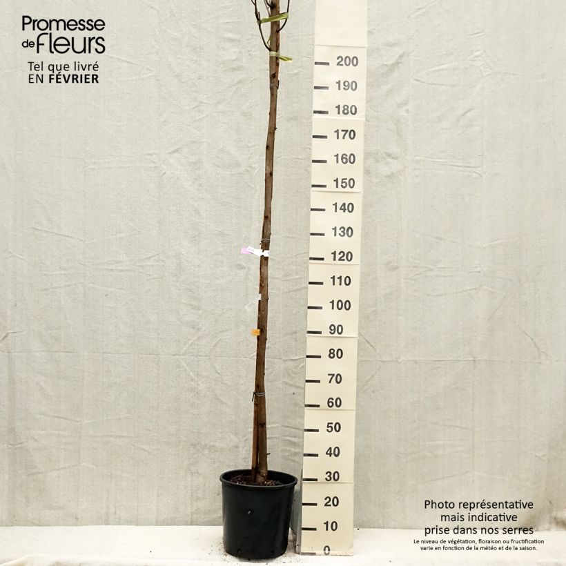 Example of Robinia pseudoacacia Frisia - Robinier doré  Pot van 12 l/15 l as you get in hiver