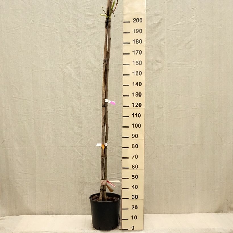 Exemplaar van Robinia pseudoacacia Frisia - Valse acacia Pot van 12 l/15 l, Kroonhoogte zoals geleverd in de lente