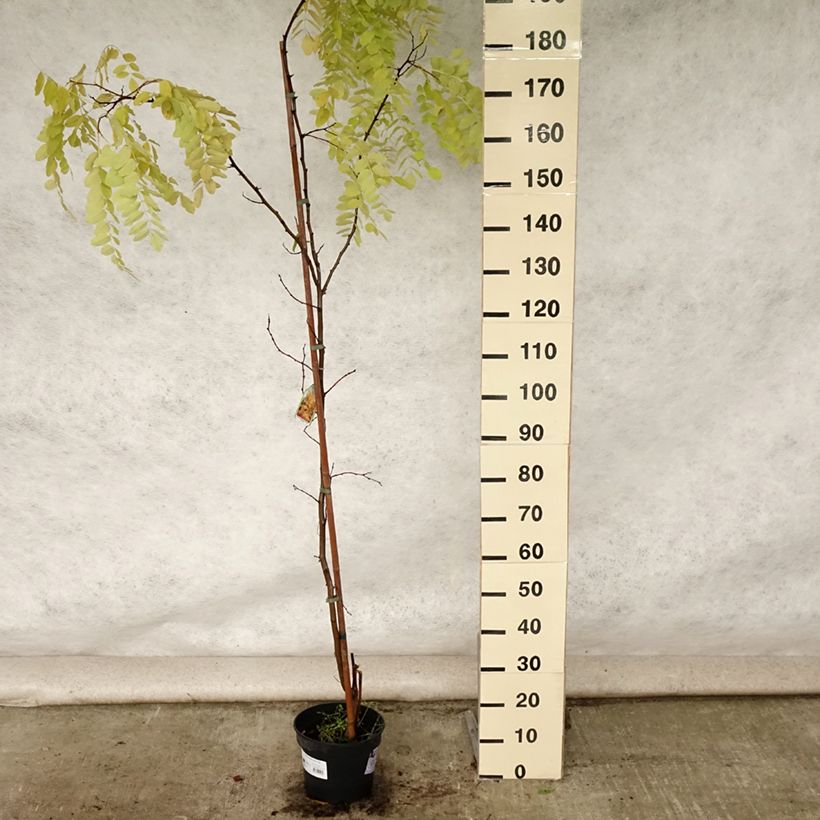 Exemplaar van Robinia pseudoacacia Frisia - Valse acacia Pot van 4 l/5 l zoals geleverd in de zomer