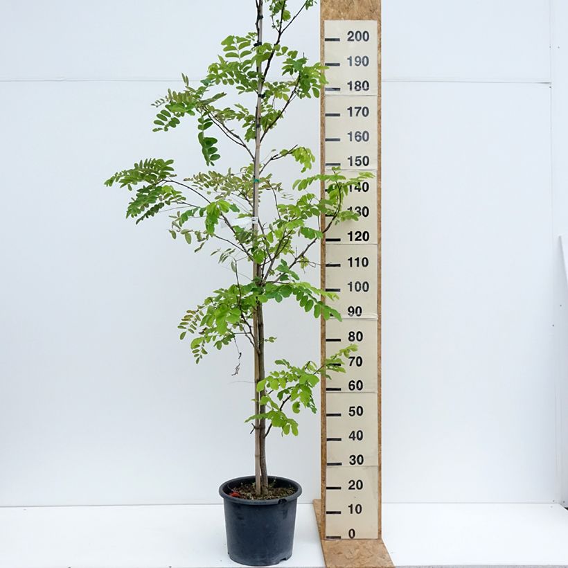 Exemplaar van Robinia pseudoacacia Frisia - Valse acacia Pot van 12 l/15 l, Kroonhoogte zoals geleverd in de zomer
