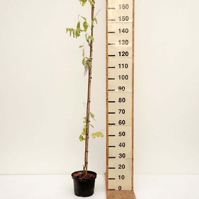 Exemplaar van Robinia pseudoacacia Frisia - Valse acacia Pot van 4 l/5 l zoals geleverd in de herfst