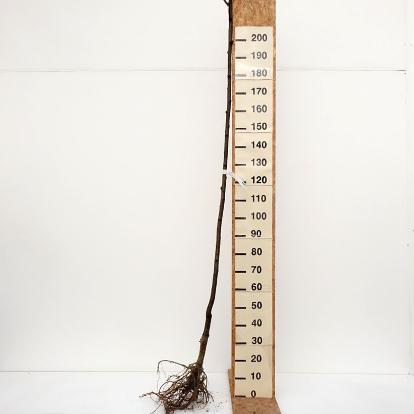 Example of Robinia pseudoacacia Frisia - Robinier doré  Naakte wortel as you get in hiver