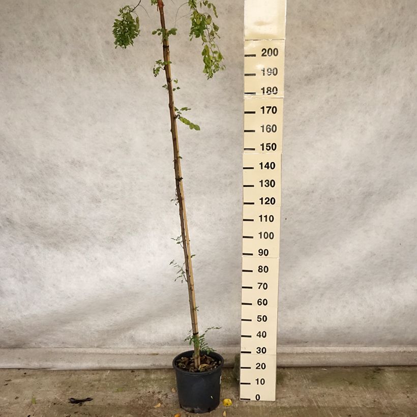 Exemplaar van Robinia pseudoacacia Twisty Baby - Valse acacia Pot van 7,5 l/10 l zoals geleverd in de herfst
