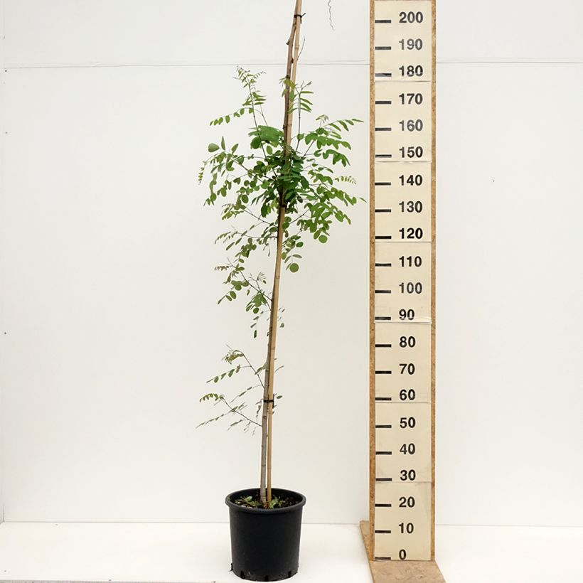 Exemplaar van Robinia pseudoacacia Twisty Baby - Valse acacia Pot van 7,5 l/10 l zoals geleverd in de lente