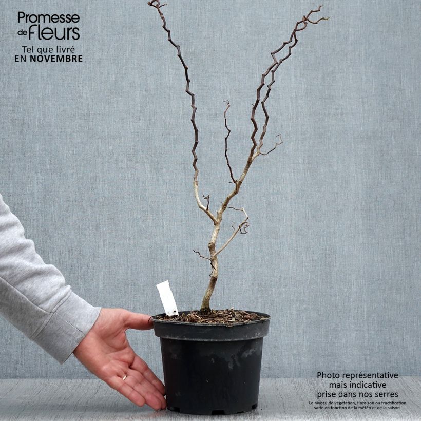 Exemplaar van Robinia pseudoacacia Twisty Baby - Valse acacia Pot van 3 l/4 l zoals geleverd in de herfst