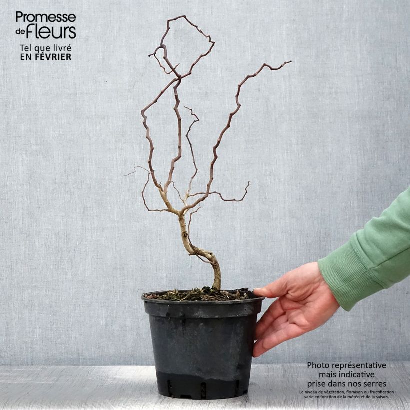Example of Robinia pseudoacacia Twisty Baby - Valse acacia Pot van 3 l/4 l as you get in hiver