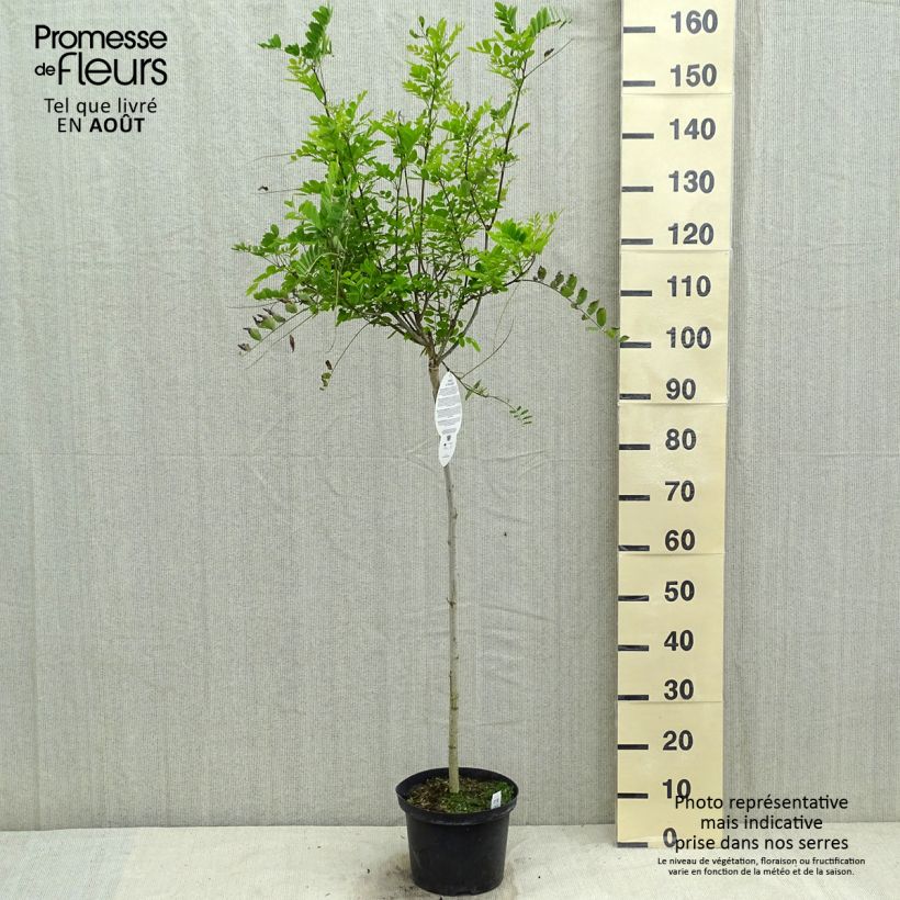 Exemplaar van Robinia pseudoacacia Umbraculifera - Valse acacia Pot van 4 l/5 l, Half-hoge stam zoals geleverd in de zomer