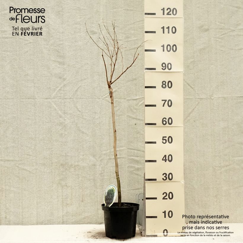 Example of Robinia pseudoacacia Umbraculifera - Acacia boule. Pot van 4 l/5 l as you get in hiver