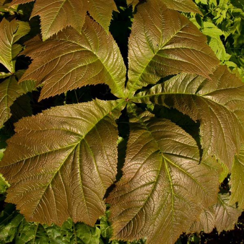 Rodgersia aesculifolia Irish Bronze - Schout-bij-nacht (Foliage)