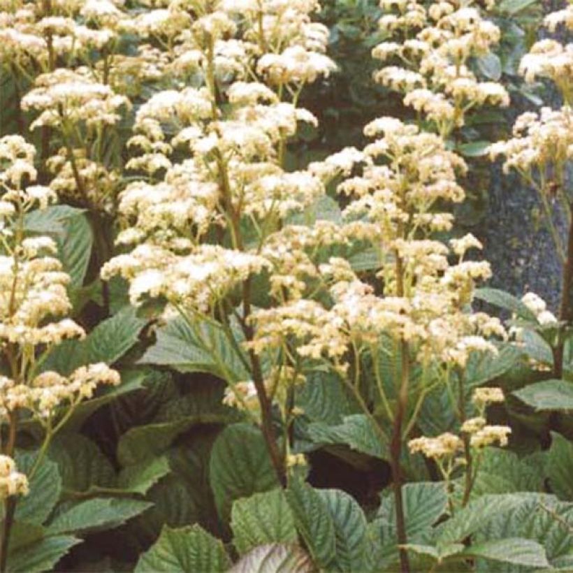 Rodgersia aesculifolia Irish Bronze - Schout-bij-nacht (Flowering)