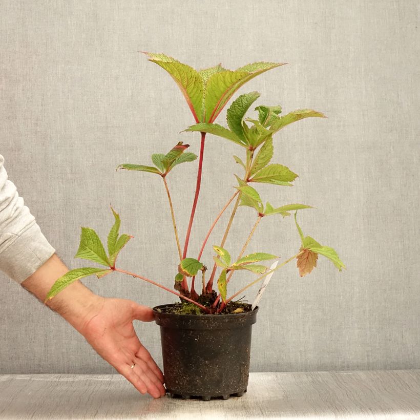 Exemplaar van Rodgersia pinnata Chocolate Wings - Schout-bij-nacht Pot van 2 l/3 l zoals geleverd in de herfst