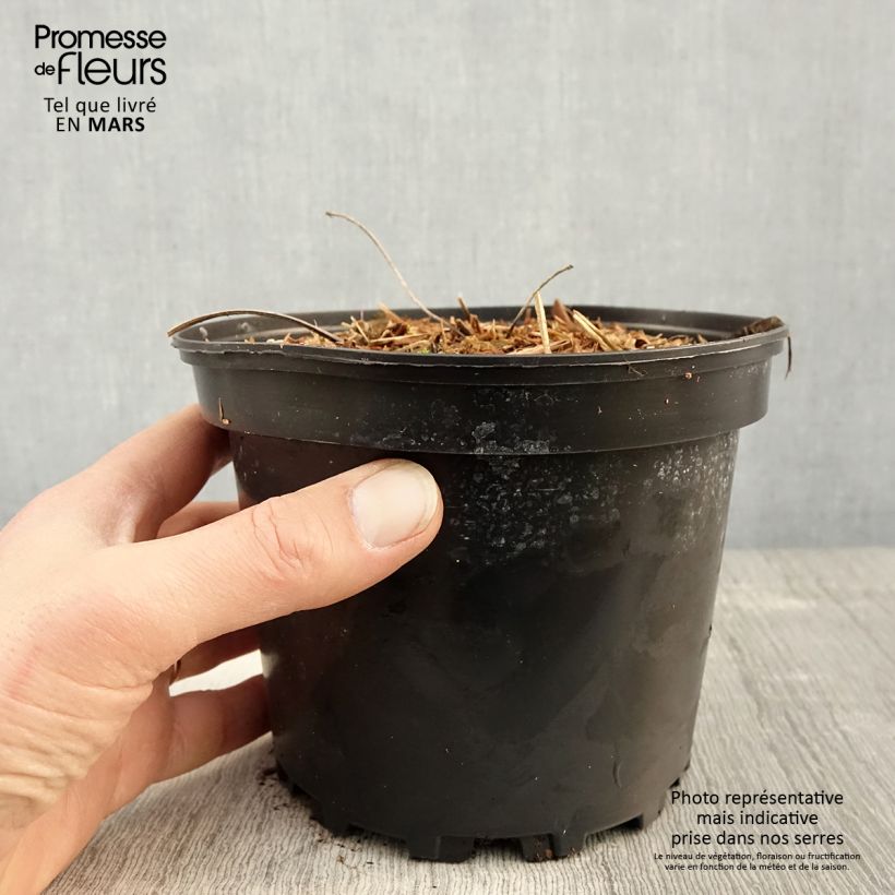 Exemplaar van Rodgersia pinnata - Schout-bij-nacht Pot van 1,5 l/2 l zoals geleverd in de lente