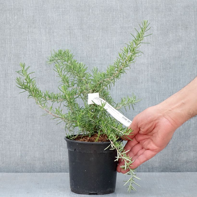 Exemplaar van Rosmarinus officinalis Pointe du Raz - Rozemarijn Pot van 1,5 l/2 l zoals geleverd in de lente