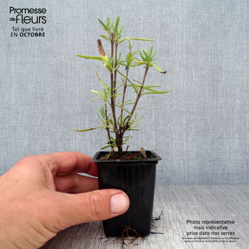 Exemplaar van Rosmarinus officinalis - Rozemarijn Kweekpotje van 7/8 cm zoals geleverd in de herfst