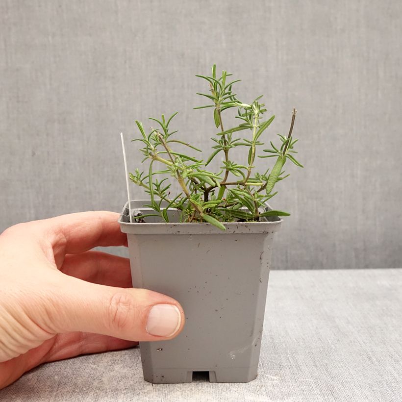 Exemplaar van Salvia rosmarinus Capri - Rozemarijn Kweekpotje van 8/9 cm zoals geleverd in de winter