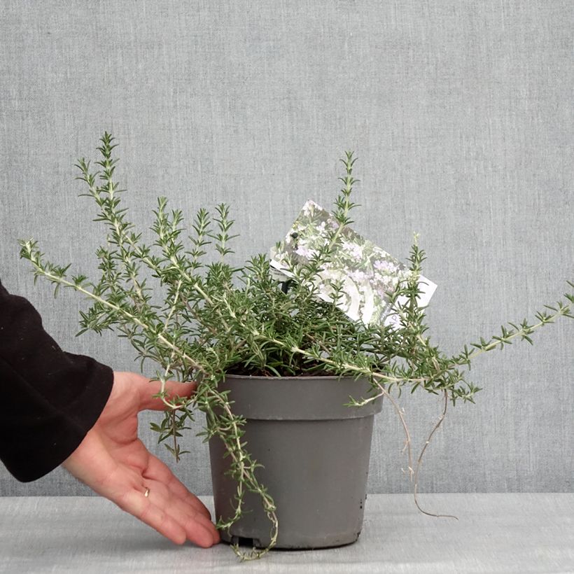 Example of Salvia rosmarinus Capri - Rozemarijn Pot van 2 l/3 l as you get in hiver