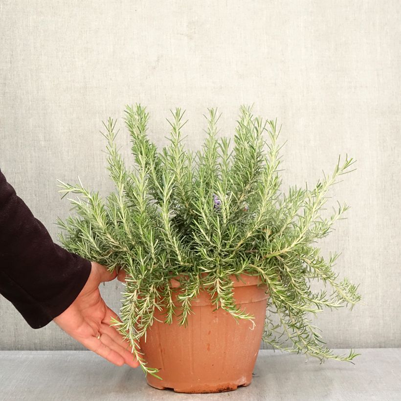 Exemplaar van Rosmarinus officinalis Prostratus - Rozemarijn Pot van 4 l/5 l zoals geleverd in de lente
