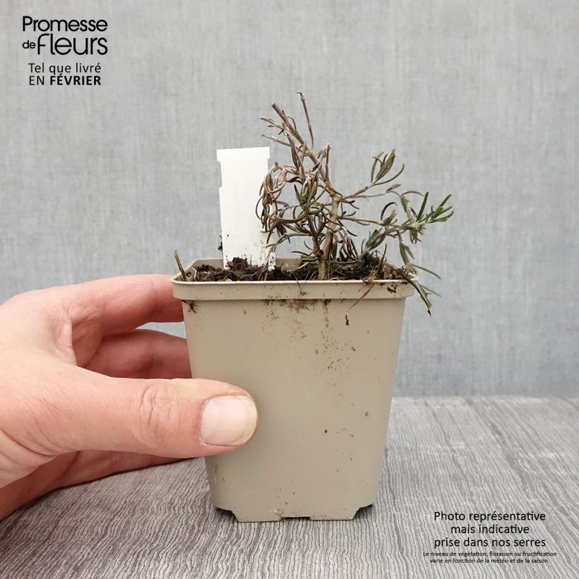 Example of Romarin - Rosmarinus officinalis Majorca Pink  Kweekpotje van 8/9 cm as you get in hiver