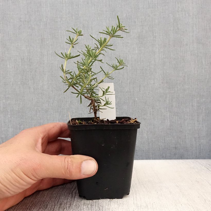 Exemplaar van Rosmarinus officinalis Majorca Pink - Rozemarijn Kweekpotje van 8/9 cm zoals geleverd in de lente