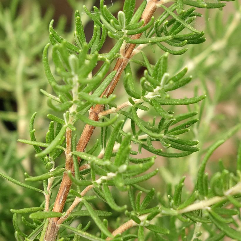 Rosmarinus officinalis Majorca Pink - Rozemarijn (Blad)