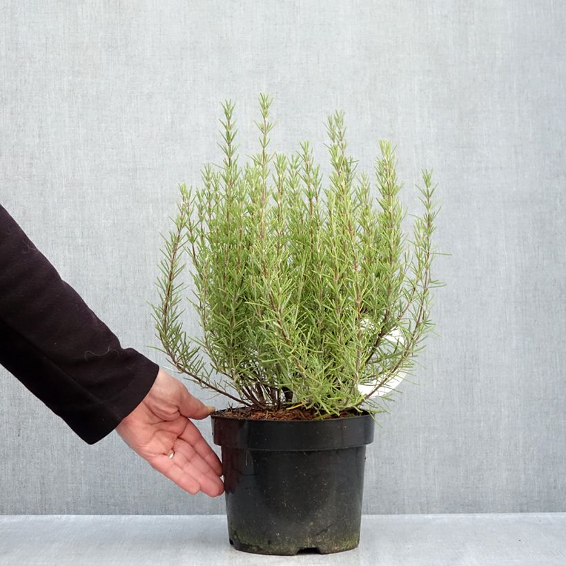 Example of Rosmarinus officinalis Miss Jessopps Upright - Rozemarijn Pot van 3 l/4 l as you get in automne