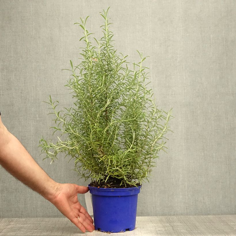 Exemplaar van Rosmarinus officinalis Tuscan Blue - Rozemarijn Pot van 3 l/4 l zoals geleverd in de zomer