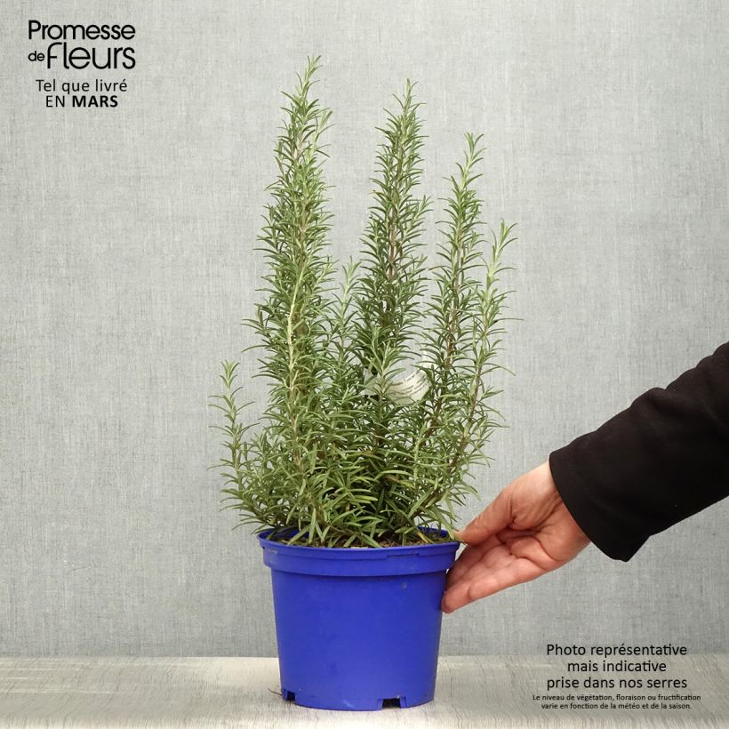 Exemplaar van Rosmarinus officinalis Tuscan Blue - Rozemarijn Pot van 3 l/4 l zoals geleverd in de lente
