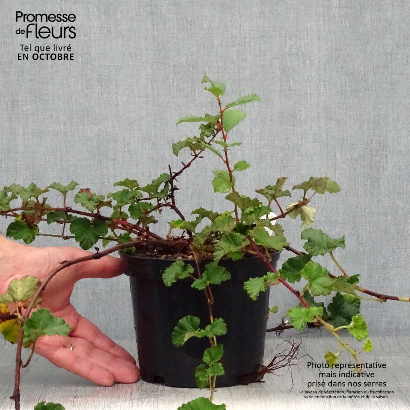 Exemplaar van Rubus Betty Ashburner - Chinese braambes Pot van 1,5 l/2 l zoals geleverd in de herfst