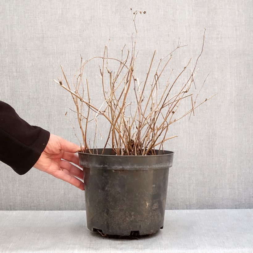 Exemplaar van Ronce bleue - Rubus caesius Pot van 4 l/5 l, Pol zoals geleverd in de winter