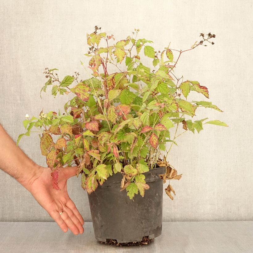 Exemplaar van Dauwbraam - Rubus caesius Pot van 4 l/5 l, Pol zoals geleverd in de zomer