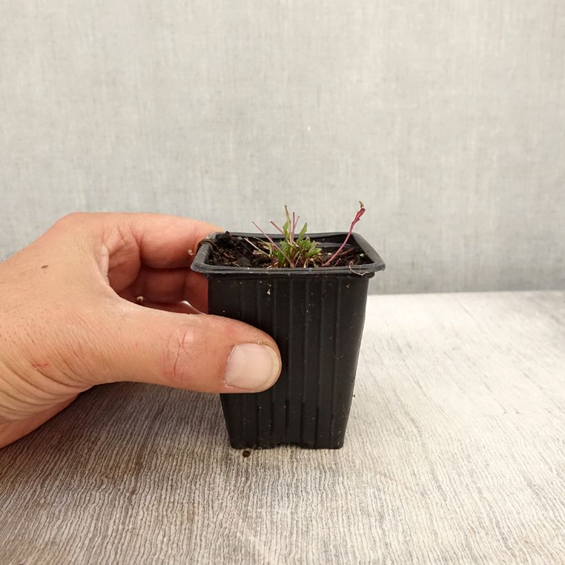 Exemplaar van Wilde rucola BIO Kweekpotje van 8/9 cm zoals geleverd in de herfst