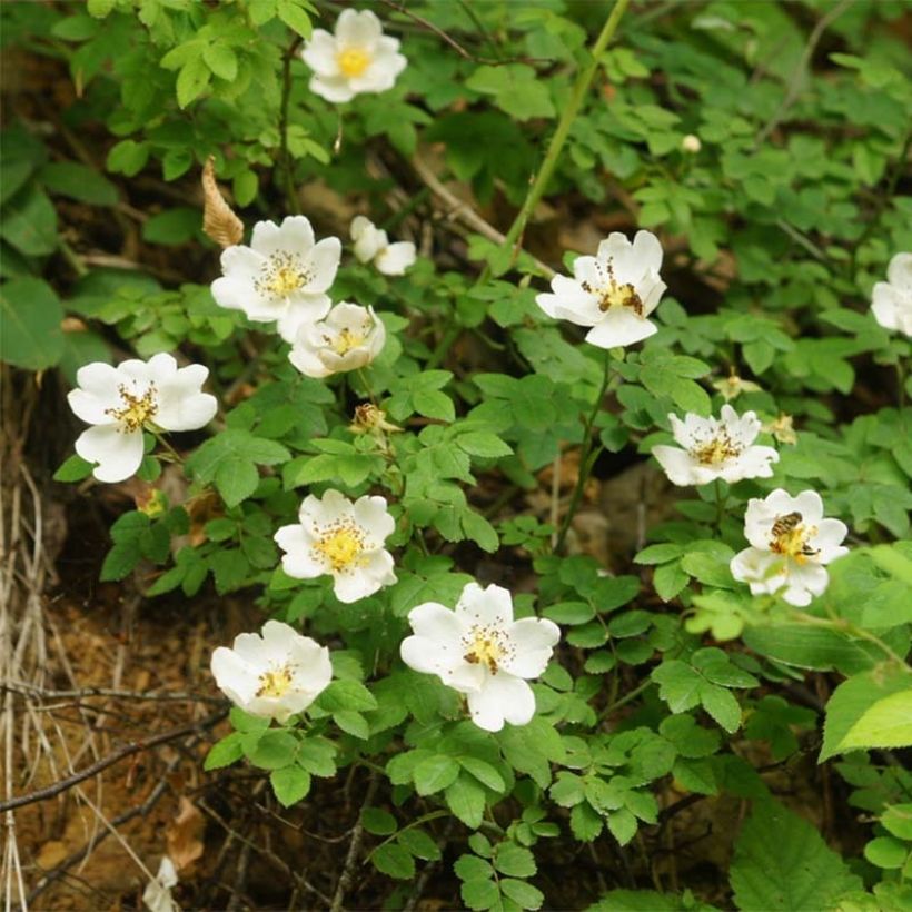 Rosa arvensis - Bosroos (Flowering)