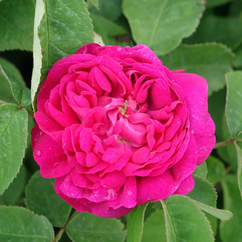 Rosa Rose de Rescht - Historische roos (Bloei)