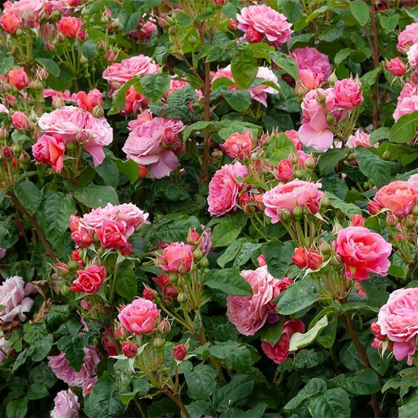 Rosa Pick'n Go - Trosroos (Plant habit)