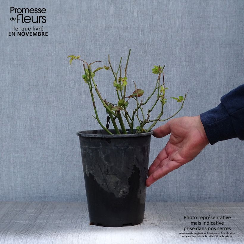 Exemplaar van Rosa Golden Border - Trosroos Pot van 3 l/4 l zoals geleverd in de herfst