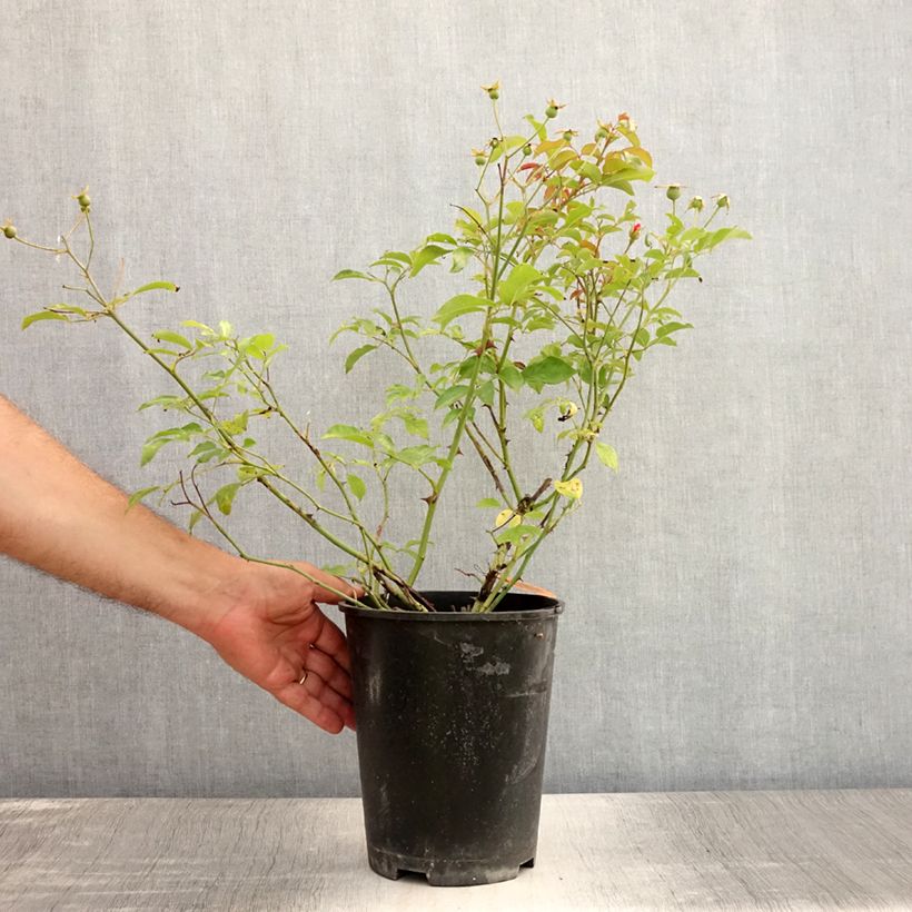 Exemplaar van Rosa Lavender Meidiland - Polyantharoos Pot van 4 l/5 l zoals geleverd in de zomer