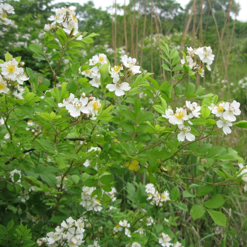 Rosa multiflora - Ramblerroos (Plant habit)